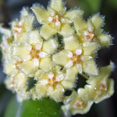Hoya Erythrina Bajo - Small