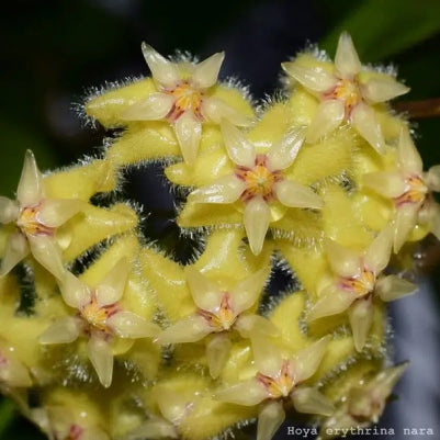 Hoya Erythrina Nara - Small