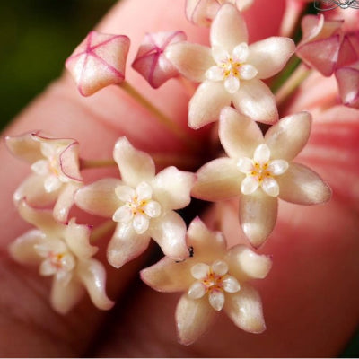 Hoya Macrophylla Snow Queen - Small