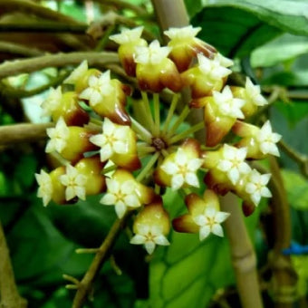 Hoya Callistophylla - Small