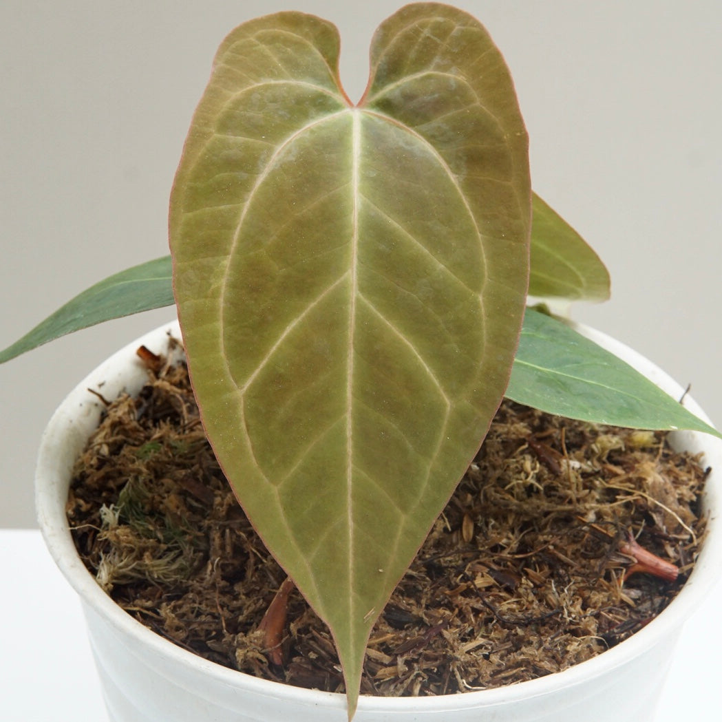Anthurium Papillilaminum x Subsignatum  (Hybrid) Type C