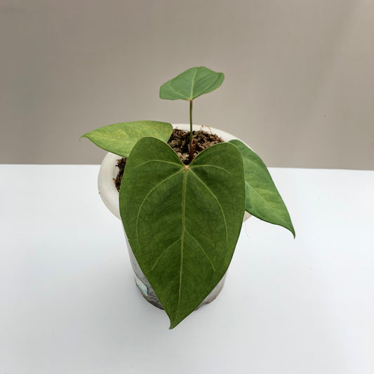 Anthurium Papillilaminum x Subsignatum  (Hybrid) Type B