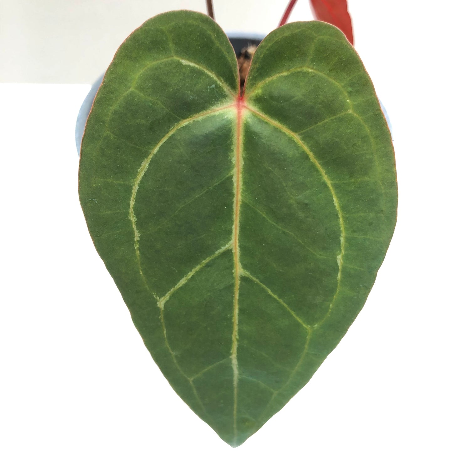 Anthurium Papillilaminum 'Red Stem' x Magnificum (Hybrid)