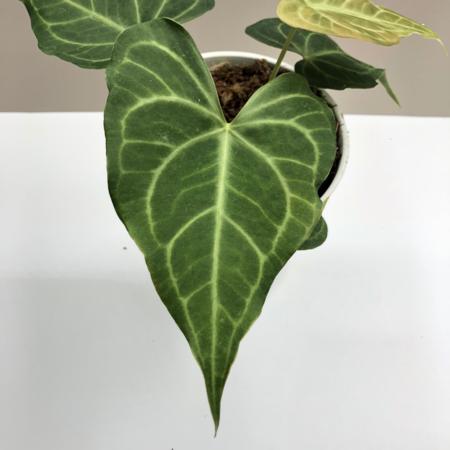 Anthurium Leuconerum x Clarinervium (Hybrid)