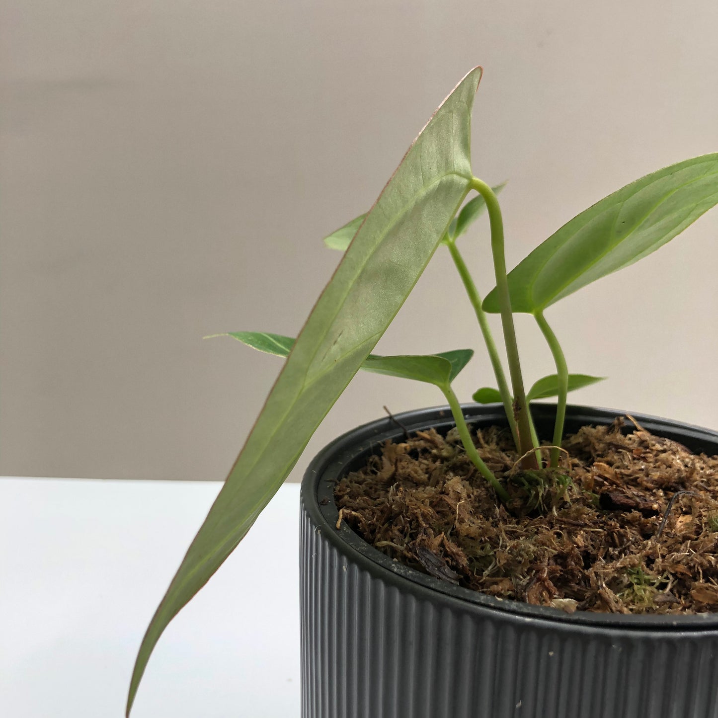 Anthurium Besseae x Magnificum (Hybrid) Type B