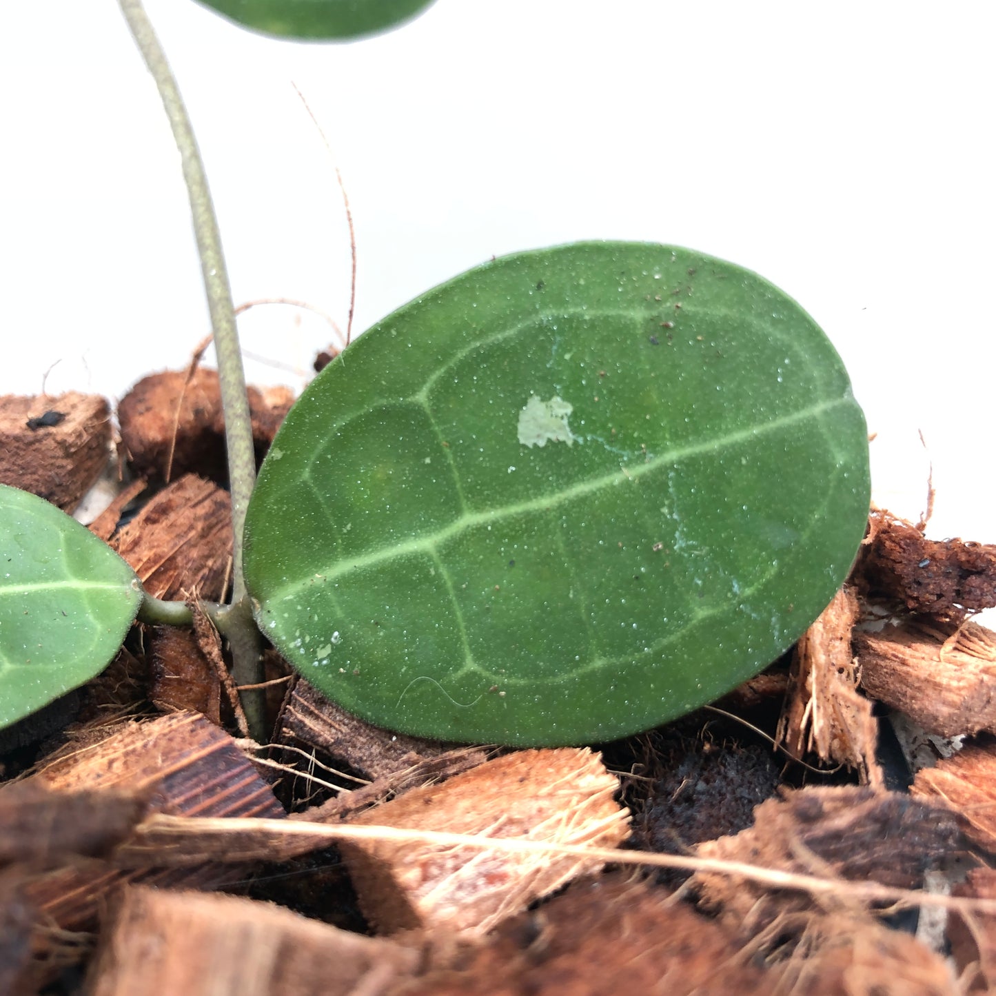 Hoya Elliptica - Small