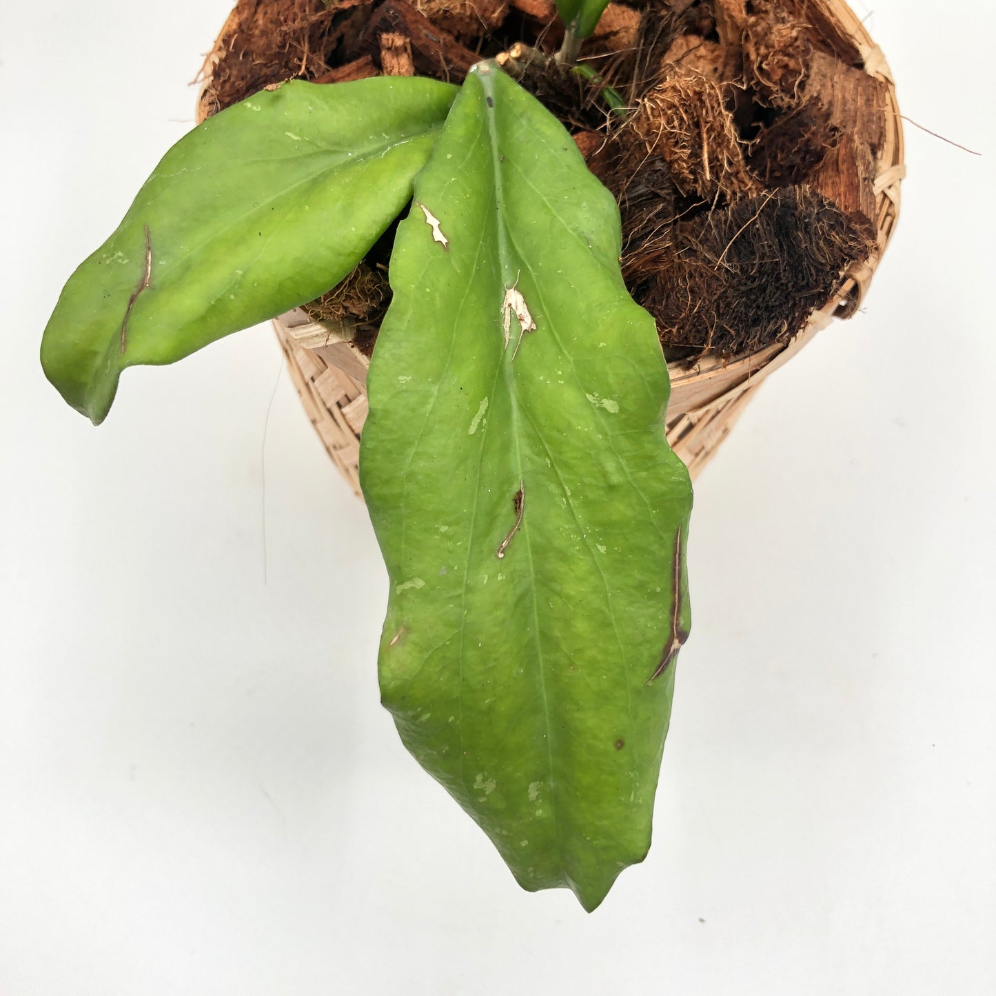 Hoya Erythrina Bajo - Small