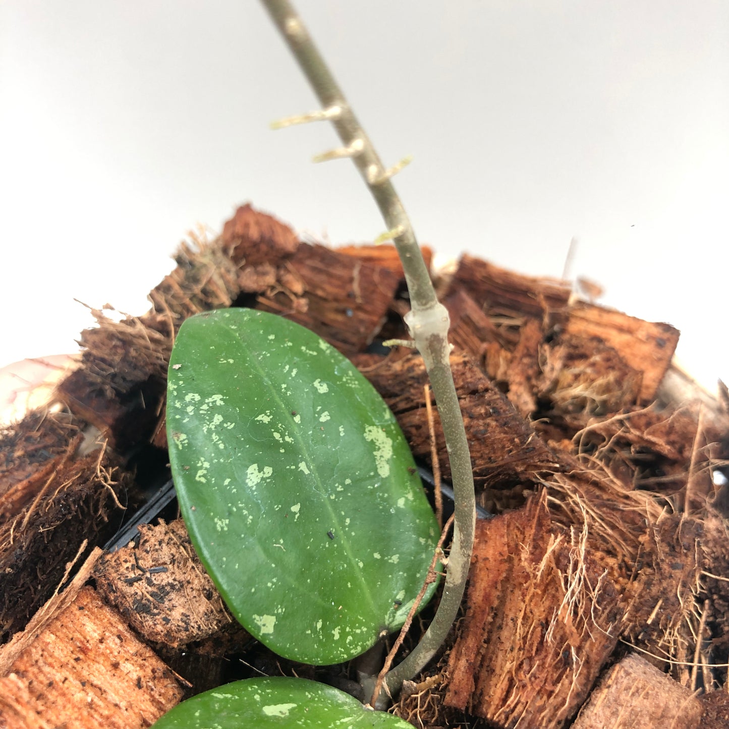 Hoya Parasitica - Small