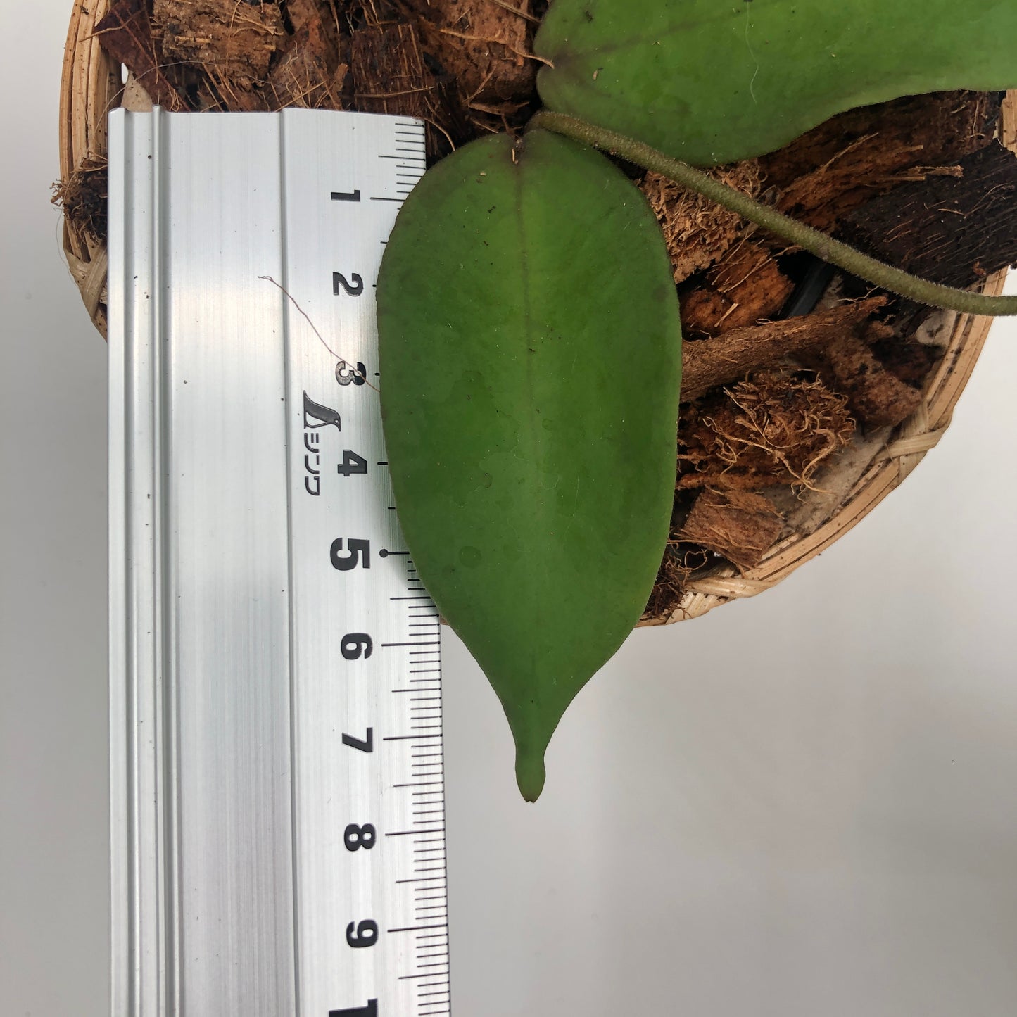 Hoya Sangguensis - Small