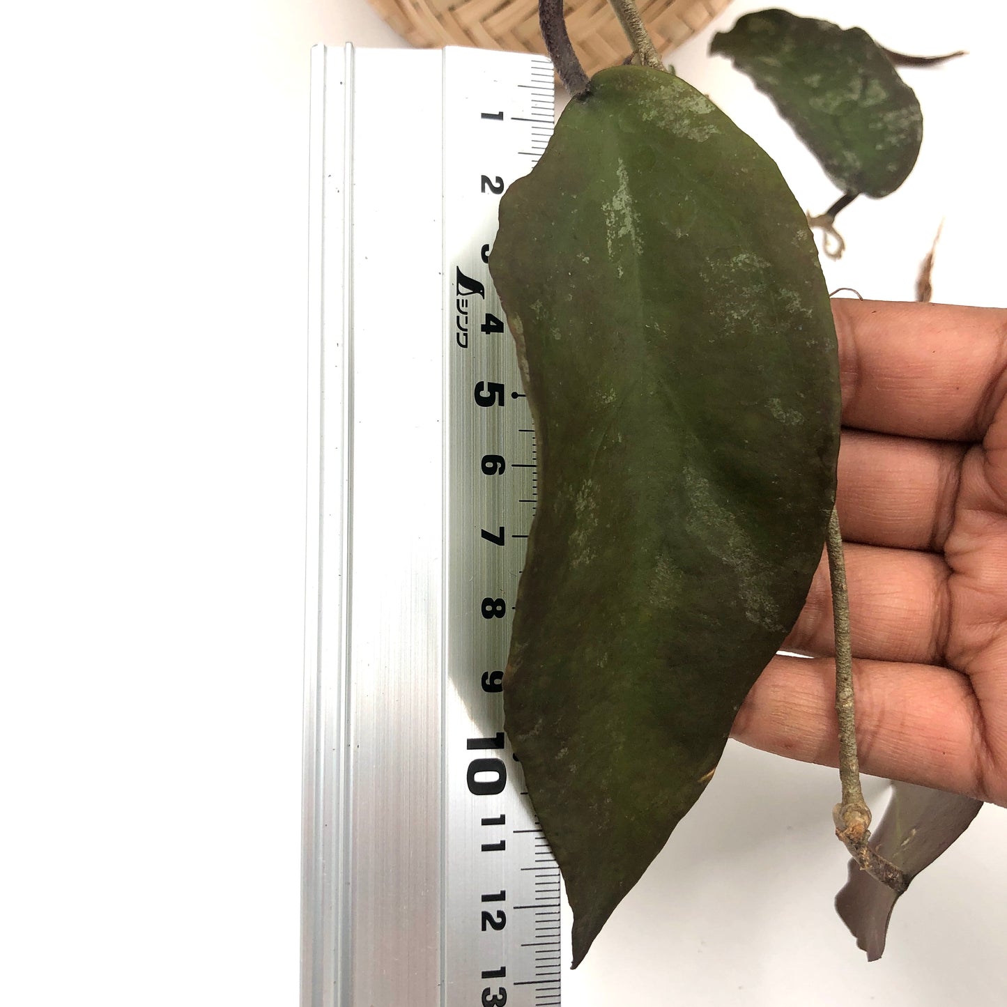 Hoya Sangguensis - Medium