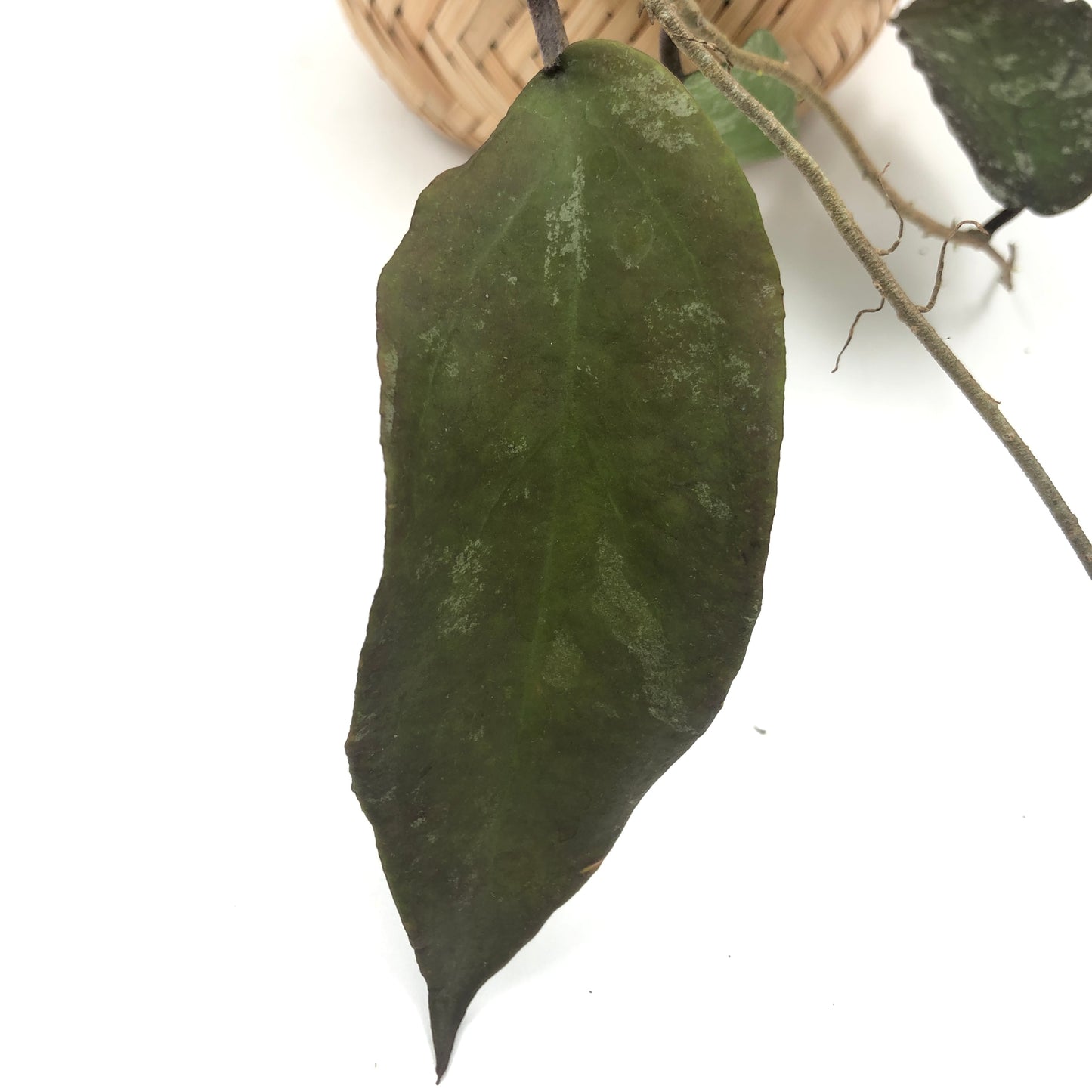 Hoya Sangguensis - Medium