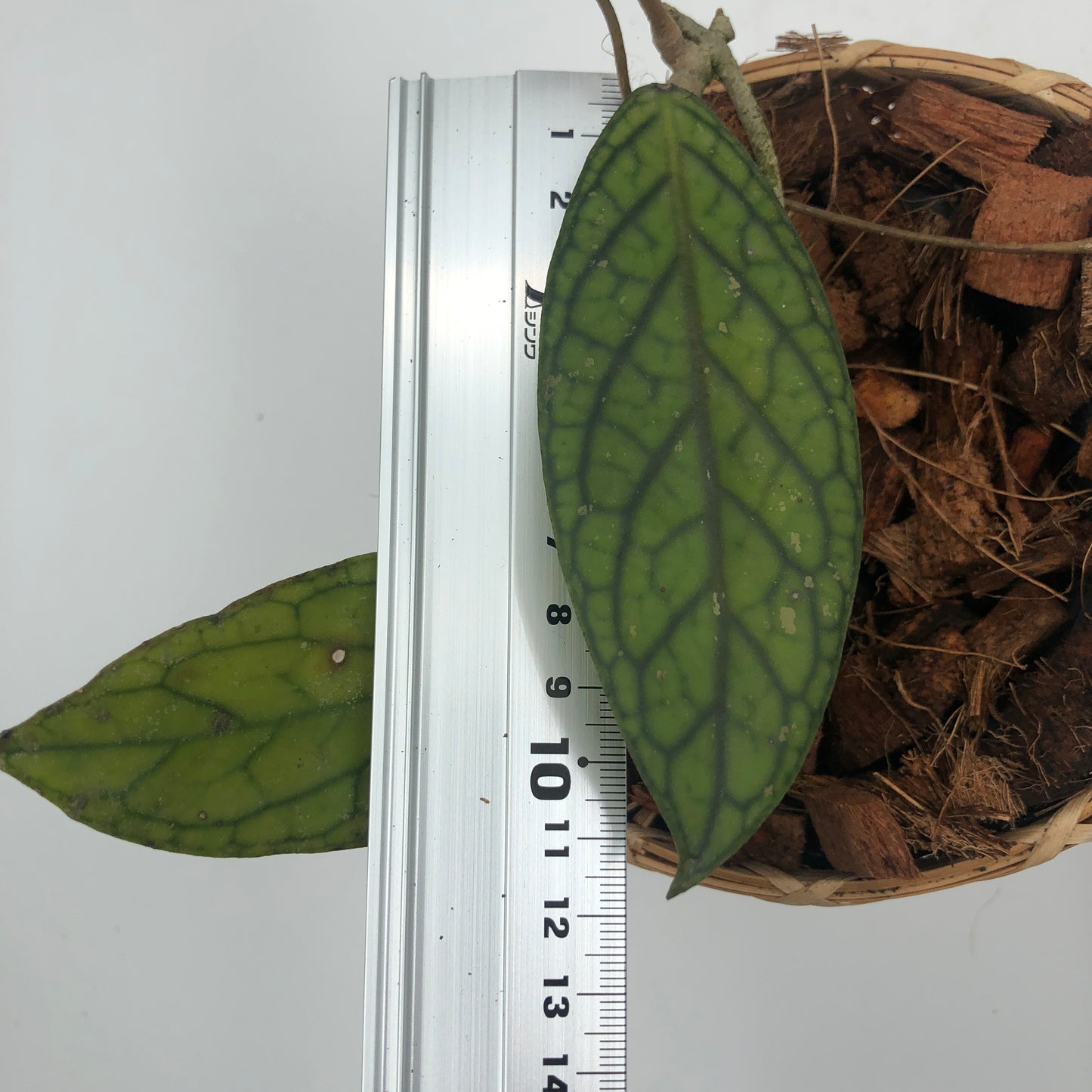 Hoya sp. Tanggamus - Medium