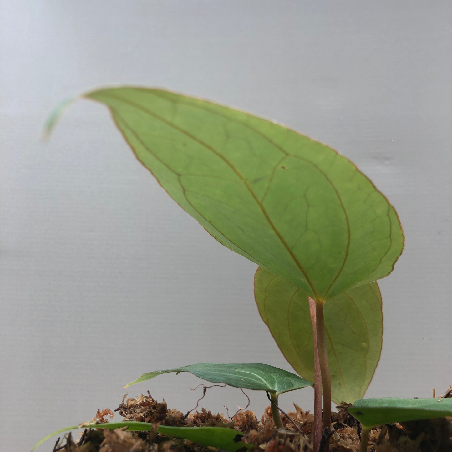 Anthurium Papillilaminum Hybrid