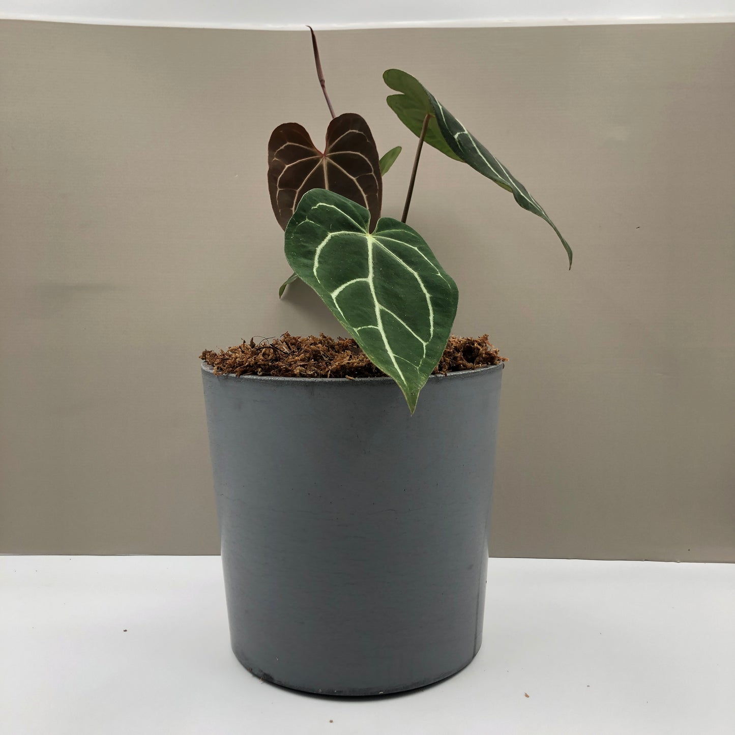 Anthurium Besseae Aff Hybrid