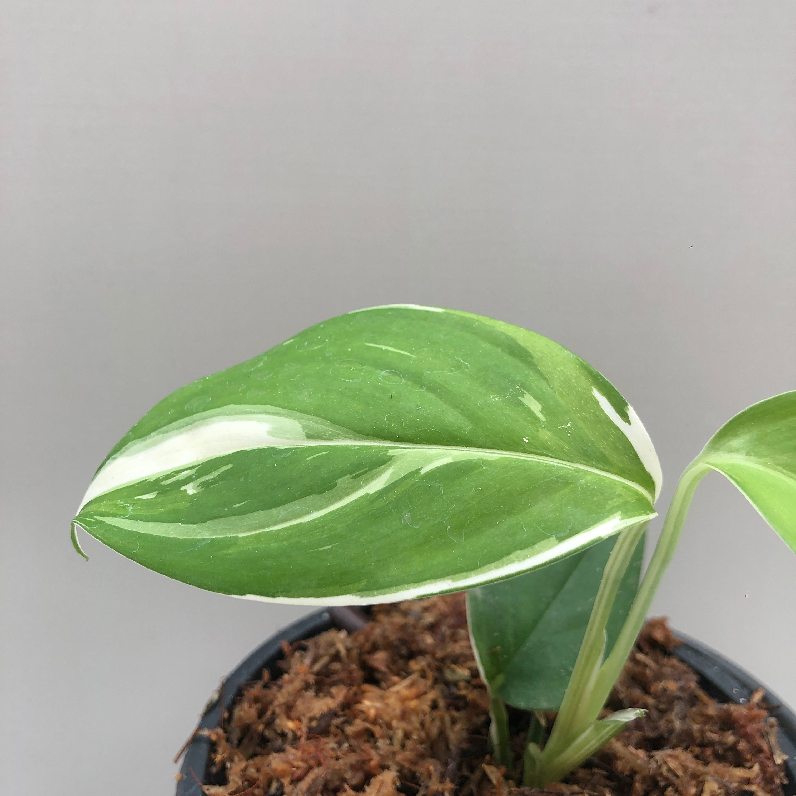 Scindapsus Blue Albo – Vandana Plant