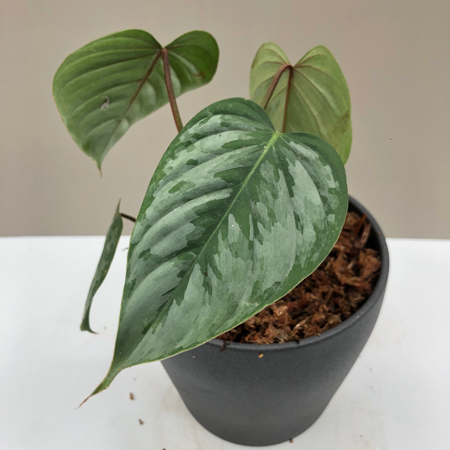 Philodendron Sudiroy