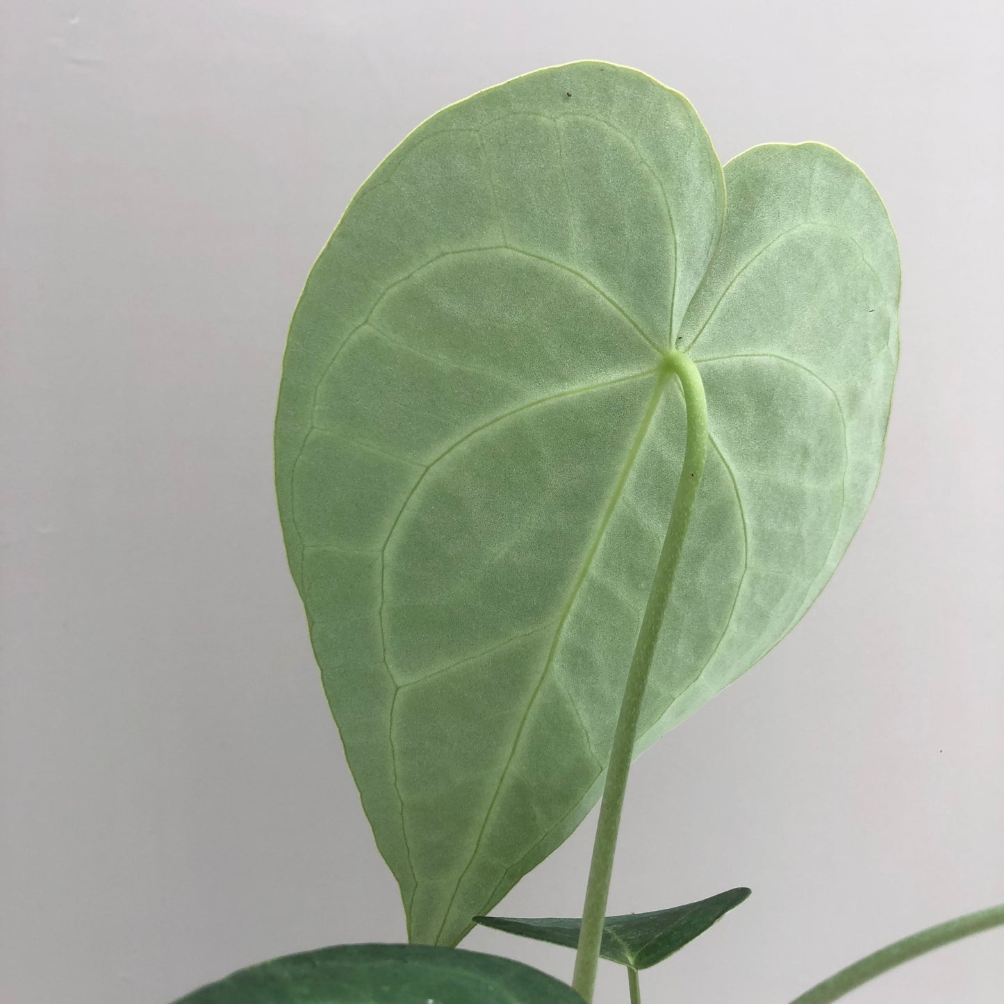 Anthurium Clarinervium x Sweetlove (Hybrid)