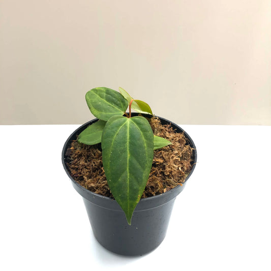 Anthurium Papillilaminum x Subsignatum  (Hybrid) Type A
